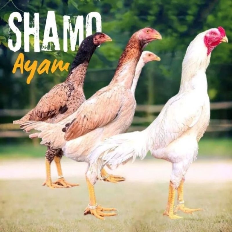 

Telur ayam shamo fertil siap untuk ditetaskan