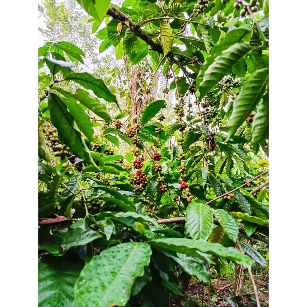 

Kopi Alamah Berat 1kg, Produk kopi Sumatra, KAB. Kepahiang, Kota. bengkulu