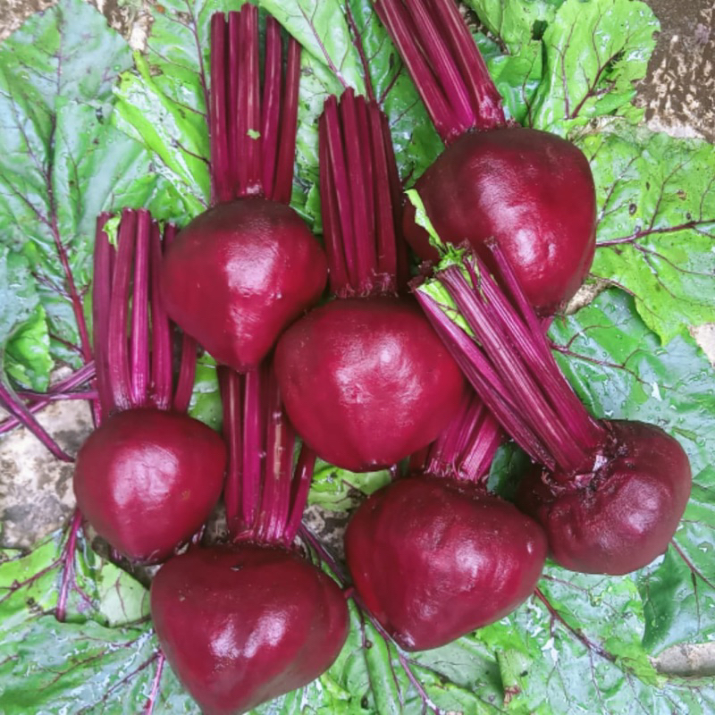 

1Kg Buah Bit Segar Murah