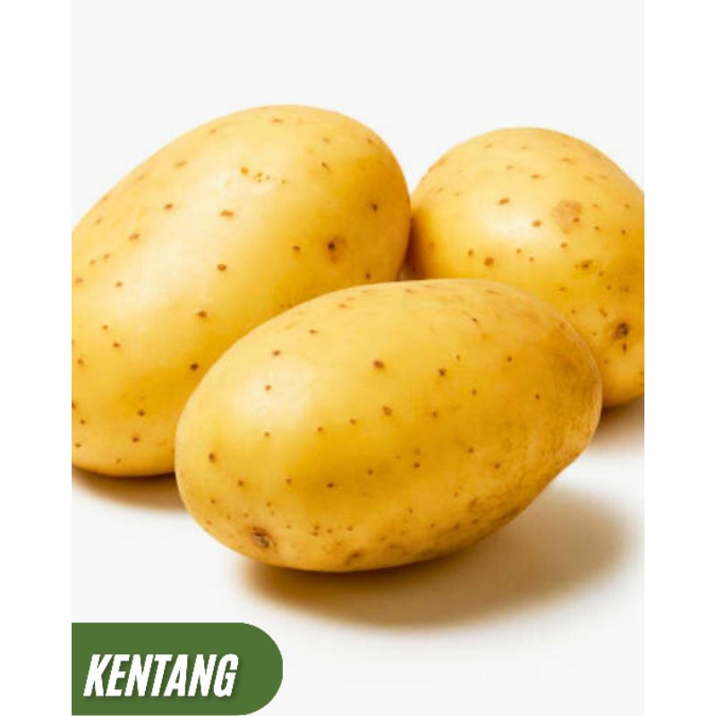 

Kentang Fresh -1 kg , Kentang / Potato , Kentang Murah Meriah