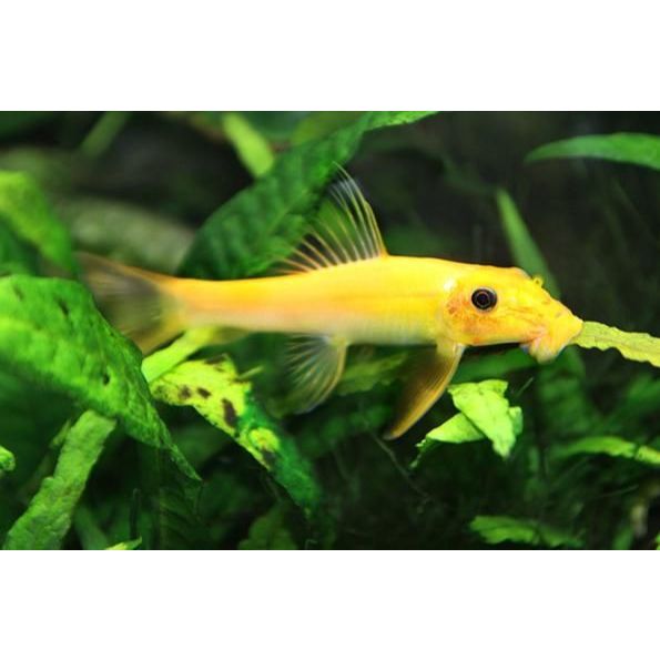 Hiasan Alga Eater / Ikan Pemakan Alga Eater Aquascape Aquarium ikan CAE