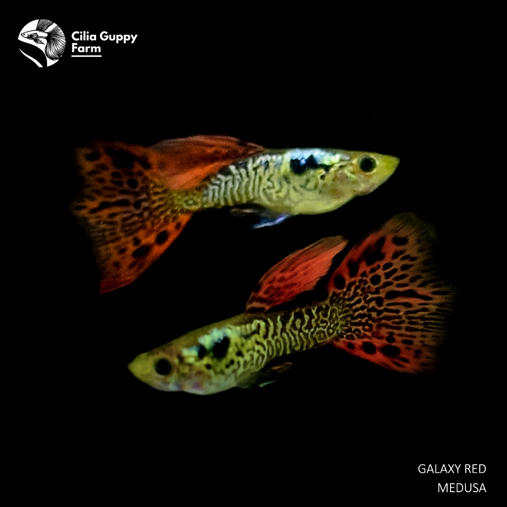Guppy Galaxy Red Medusa | Hiasan Aquarium | Hiasan Aquascape | Hiasan Akuarium | Ikan Guppy | Ikan