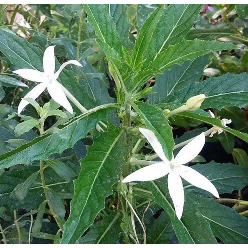 tanaman Kitolod Tetes Mata, Bunga Kitolod Kesehatan Mata (Laurentina Longiflora)