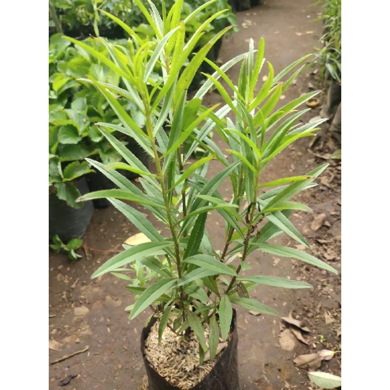 Bibit tanaman tarragon/ Artemisia dracunculus/  tanaman herbals