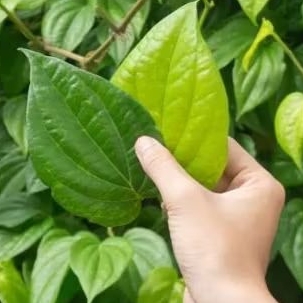 

Daun Sirih Segar Baru Dipetik