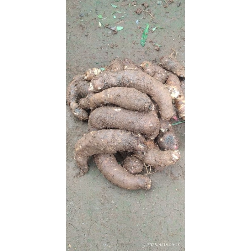 

umbi talas gajah rasa pulen gurih/1kg