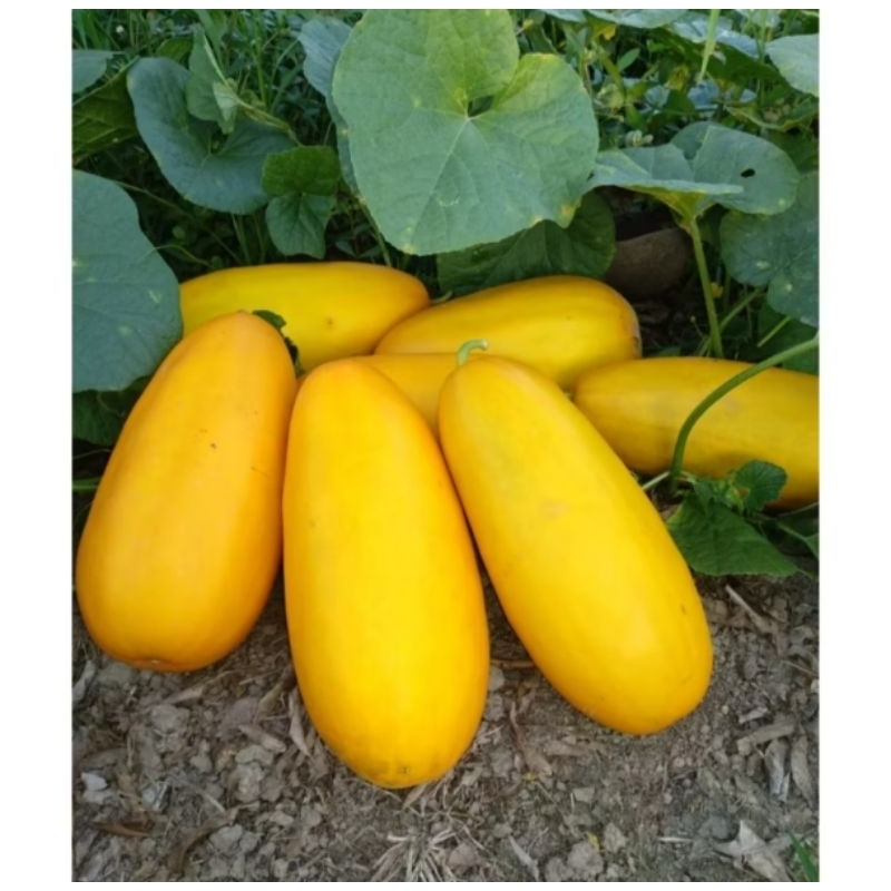 bibit timun suri 10 biji bibit timun suri