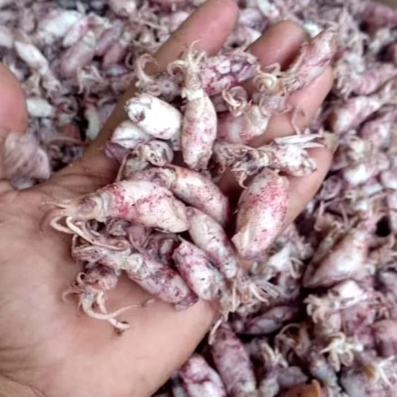 

Ikan Cumi Asin 50Gram Murah