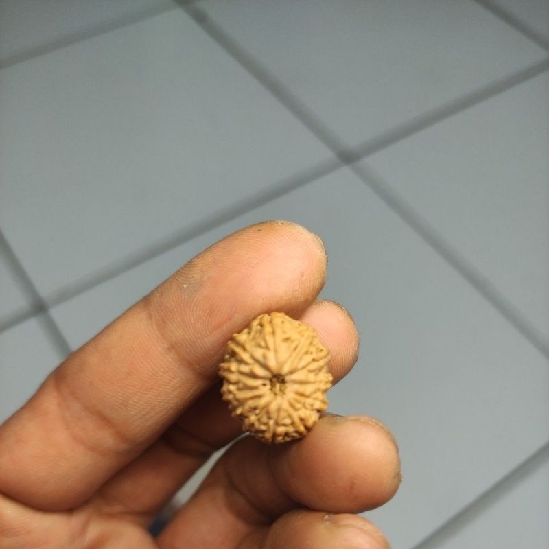 JENITRI RUDRAKSHA MUKHI 12