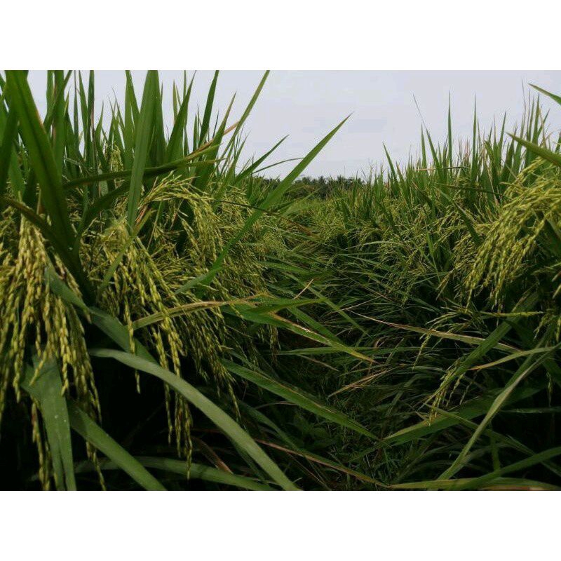 BENIH PADI MR 308 KEMASAN 1KG