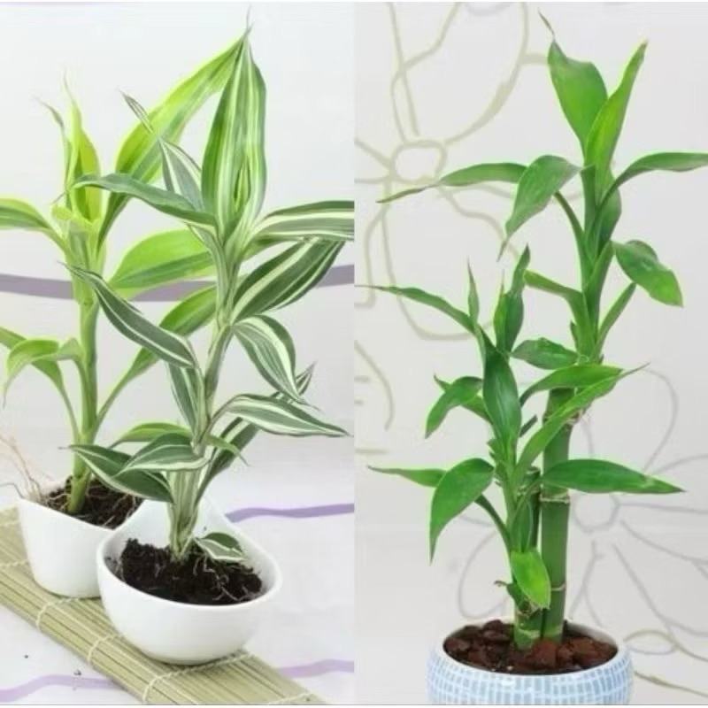 paket 3 jenis bambu hoki tanaman keberuntungan lucky bamboo