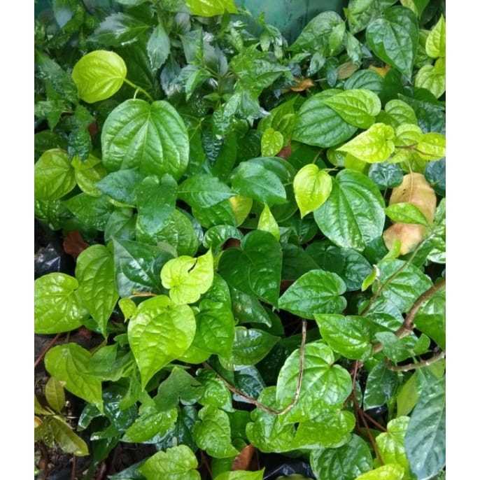 

Daun sirih segar hijau fresh suruh organik langsung petik dari kebun