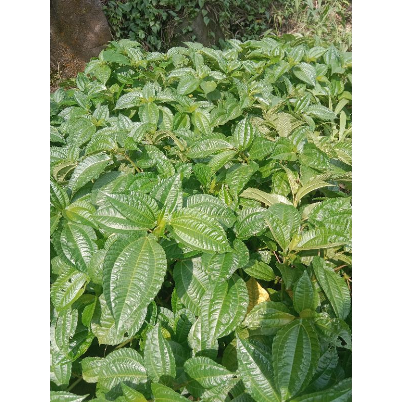 

Daun pohpohan segar kaya akan manfaat 300 gram