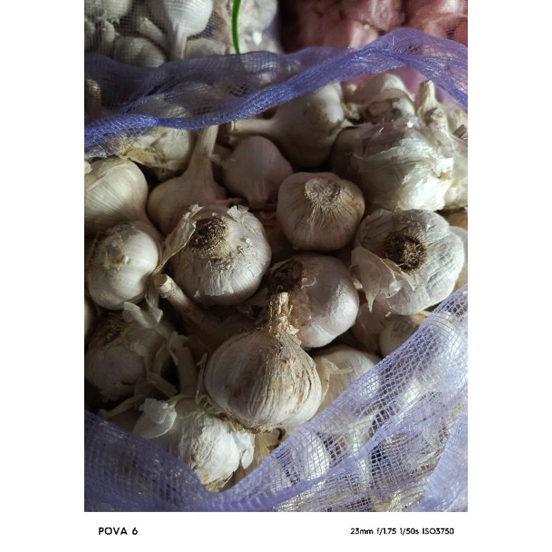 

jual bawang putih kating kotor 1 kg