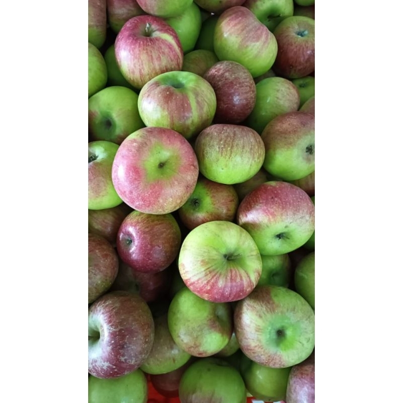 apel romebeauty sedang 1kg/isi 10-15 buah/fresh apel malang