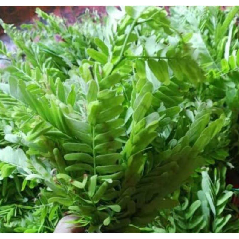 

Daun Sinom Segar