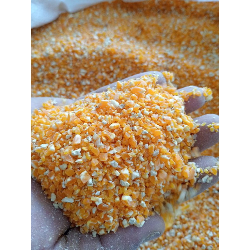 

jagung giling pakan ayam /berasan jagung / meniran