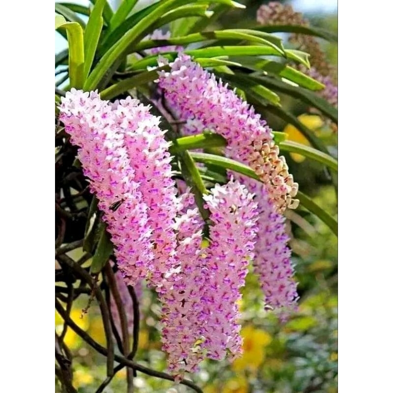 tanaman anggerek ekor tupai jenis anakan