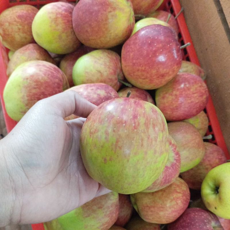 

Apel anna / apel merah