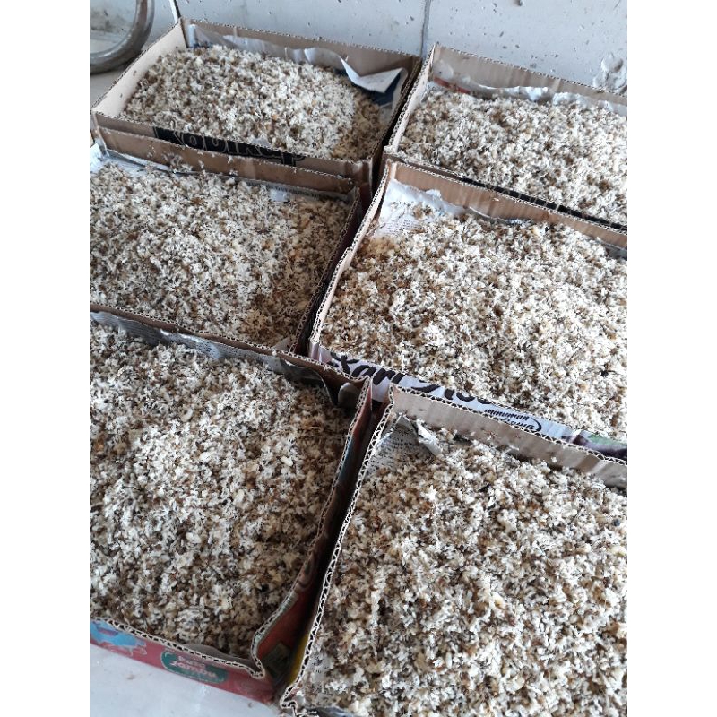 kroto jawa 1kg kemasan besek buat mancing dan makan burung