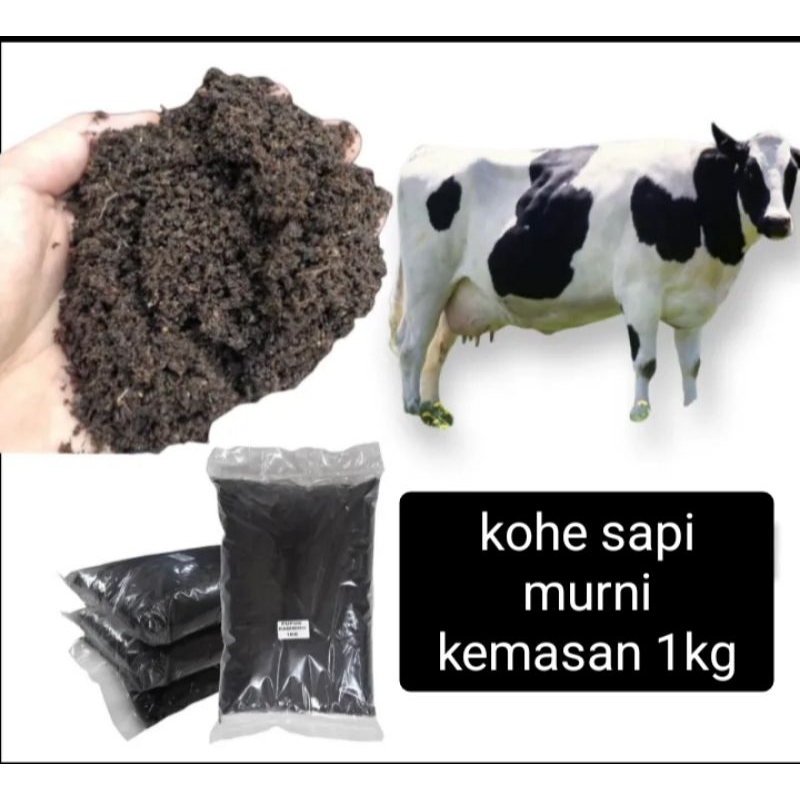 kohe sapi murni 1kg