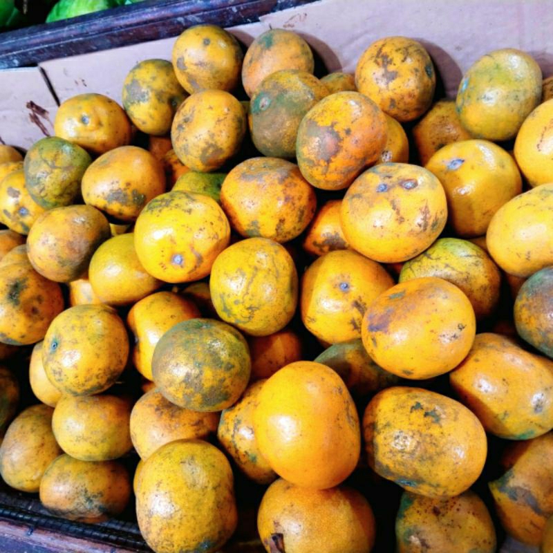 

Jeruk Medan Pilihan (1kg)– Rasakan Kesegarannya!