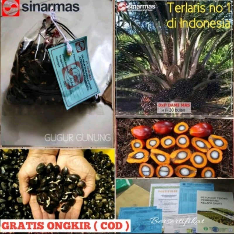 BIBIT KECAMABAH KELAPA SAWIT YANGAMBI