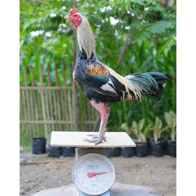 

paket hemat 3 Butir Telur Tetas Ayam Pamangon asli siap untuk ditetaskan