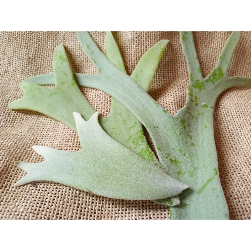 

Daun tanduk rusa super panjang,daun tanduk rusa per batang