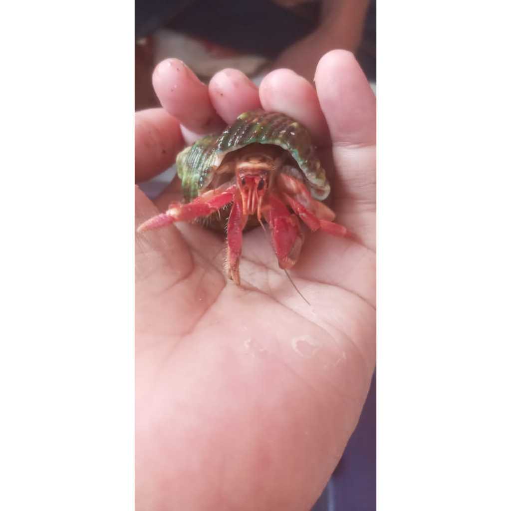 EDUKASI MAENAN KELOMANG RED RUGOSUS MURAH SIZE M-L