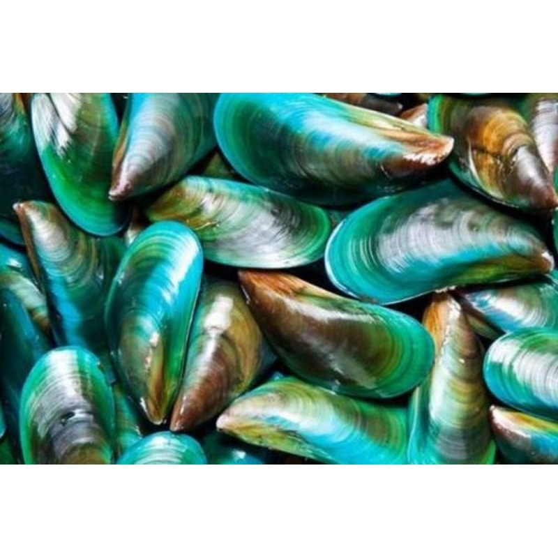 

3 kg kerang ijo segar