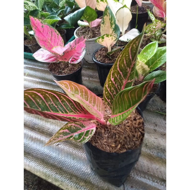 aglonema red sumatra
