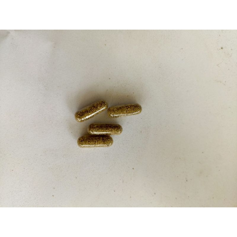 Telur Kutu Air Moina Macropa Moina Macrocopa