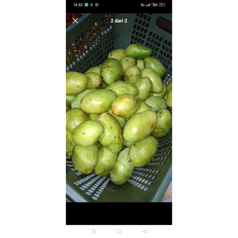 Mangga muda jenis sengir / mangga mentah enak buat dirujak