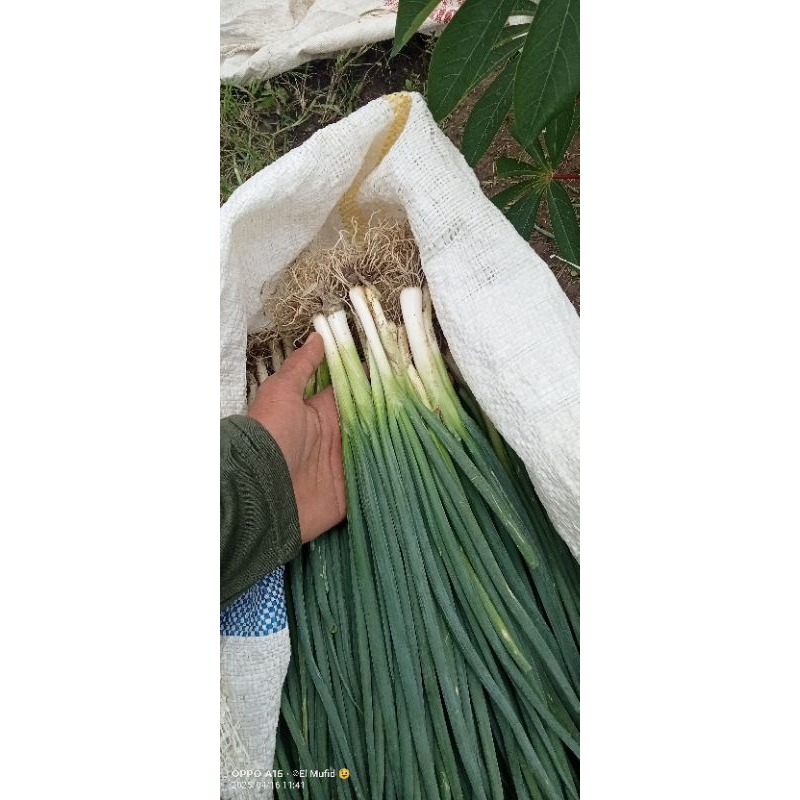 

Daun Bawang - Loncang