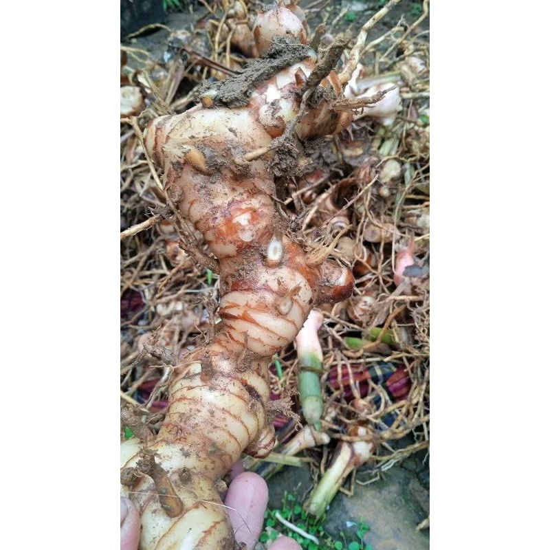 

lengkuas 500gram murah bumbu rempah
