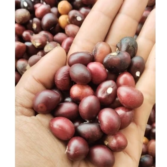 

KACANG TANAH BOGOR BASAH KUPAS FRESH