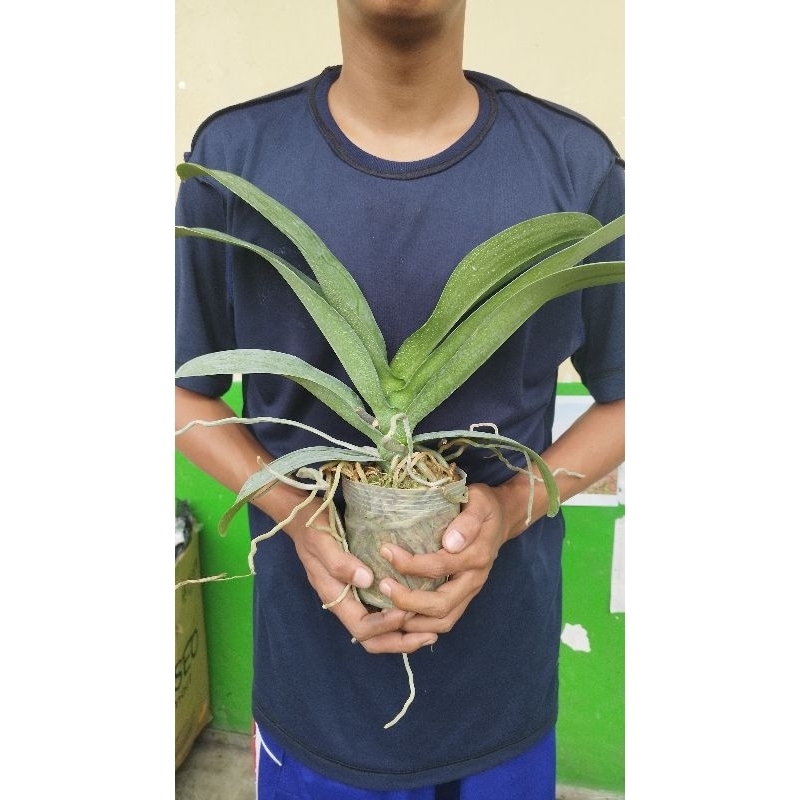 ANGGREK BULAN JUMBO PREMIUM MURAH