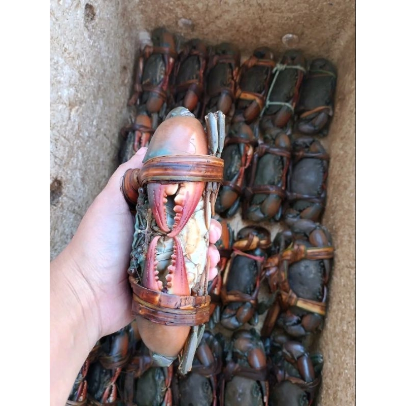 

Kepiting jantan live hidup kepiting bakau betina live hidup kepiting papua hidup 1kg