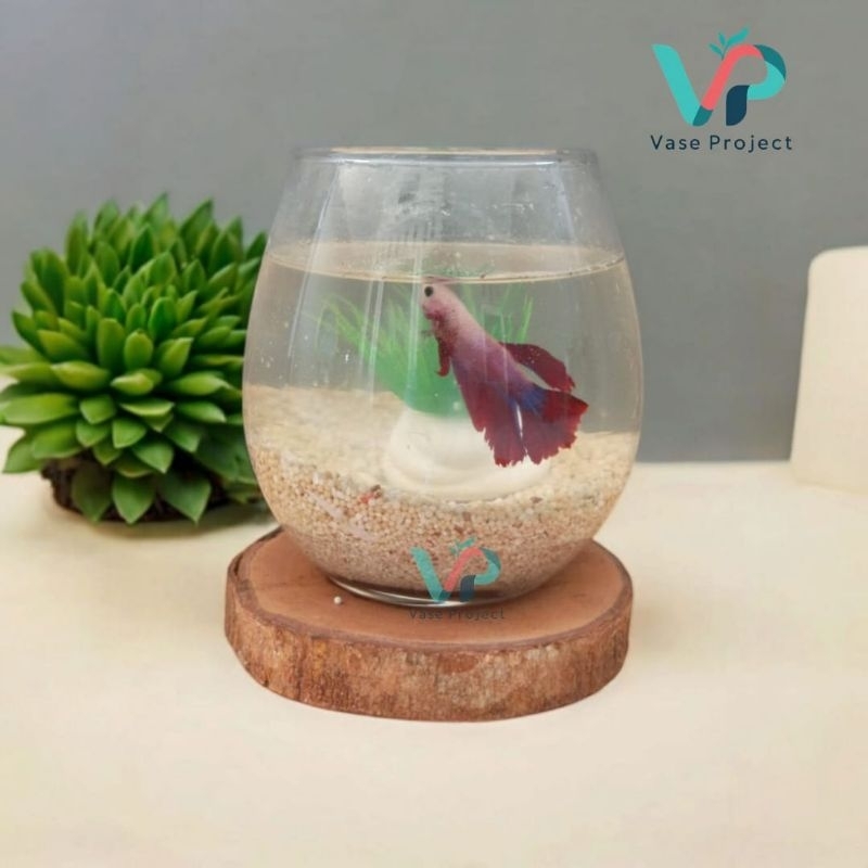 Paket Aquarium Mini Cupang | Aquarium Cupang | Tank Ikan Cupang | Aquascape |