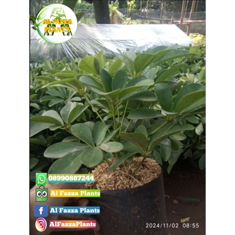 tanaman wali songo hijau