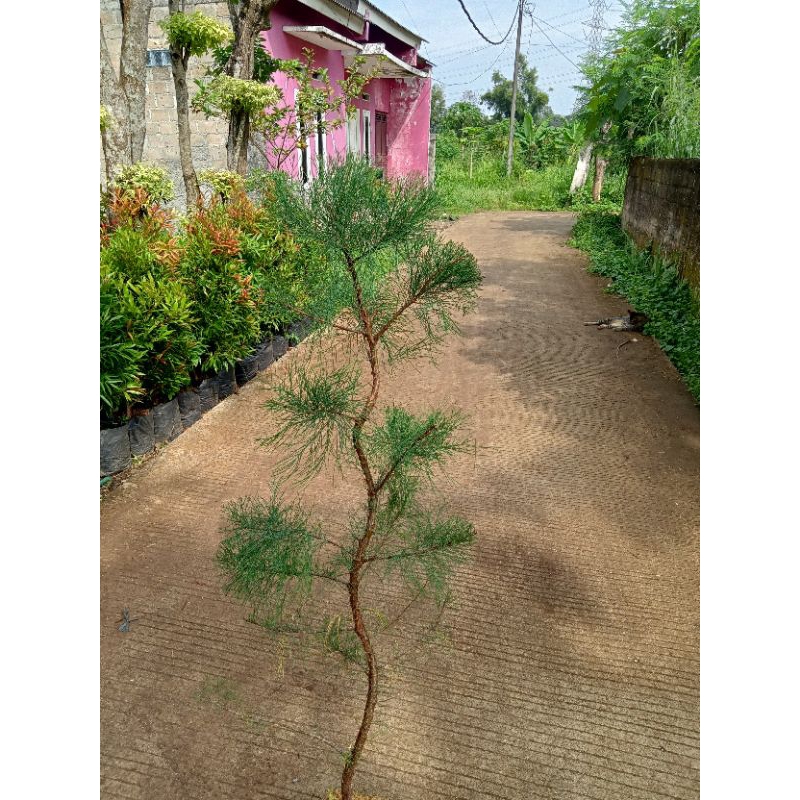 Cemara udang bonsai Cemara udang 1meter ekonomis bonsai Cemara udang