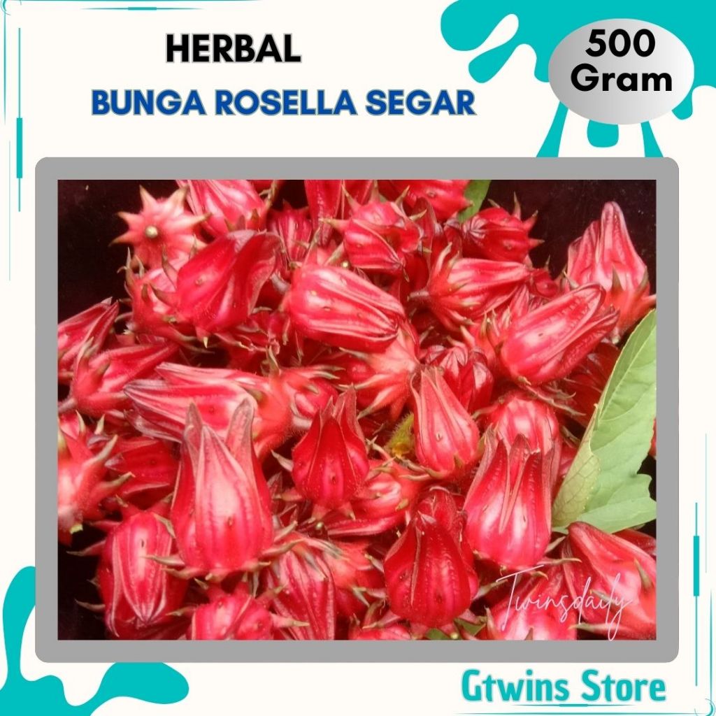 Twinsdaily | Bunga Rosella Merah Segar Baru Petik