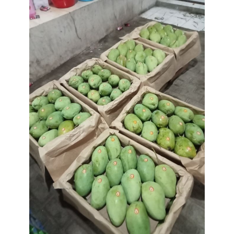 

MANGGA MUDA RUJAK RENYAH SEGAR, matang KIOJAY, CENGKIR, GEDONG GINCU, HARUM MANIS