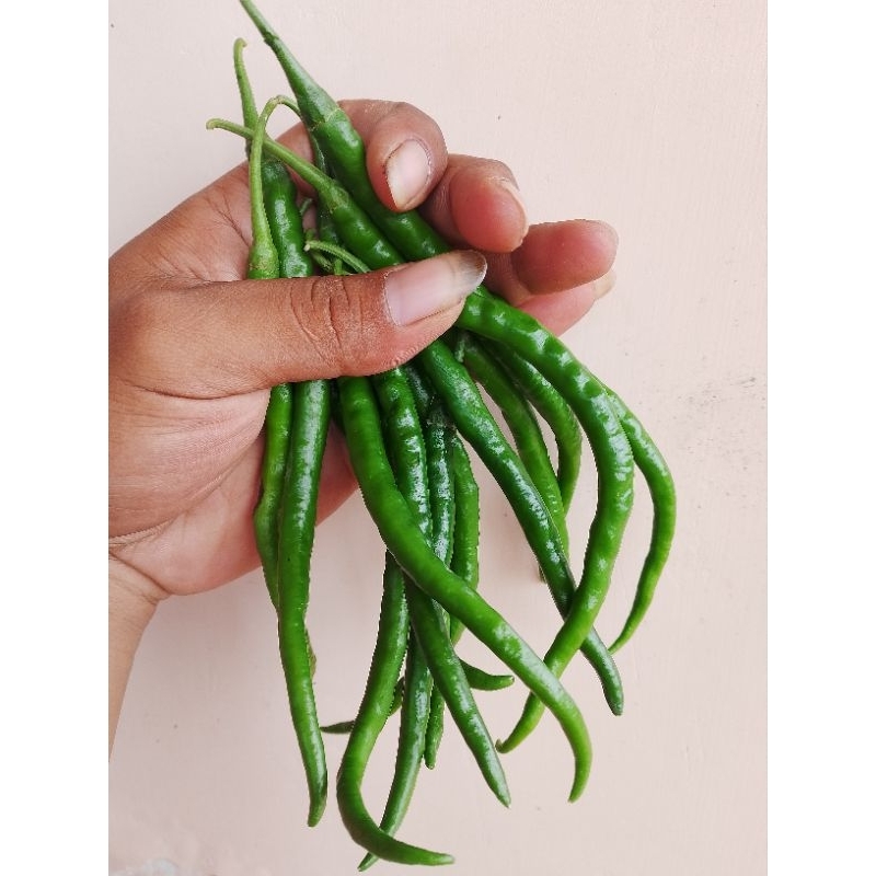 

CABE KERITING HIJAU FRESS 1KG