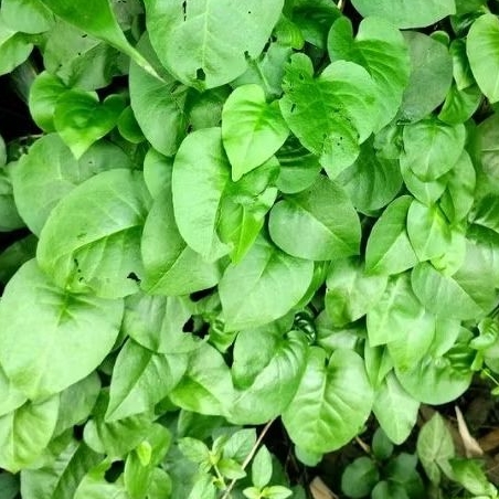 

(PROMO) Daun Binahong Hijau Segar Herbal 100gr