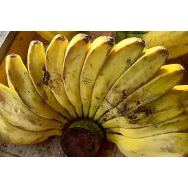 

Pisang Kepok 5 Sisir Harga Grosir