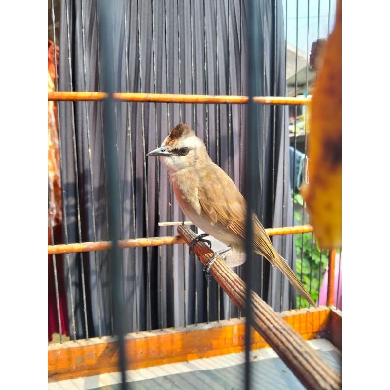 Burung Trucukan Gacor