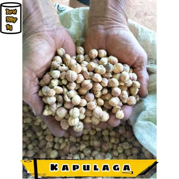 

Kapulaga Asli 1kg / Kapulaga Kering 1kg murah / kapol laga / Rempah untuk kesehatan / Rempah diabetes