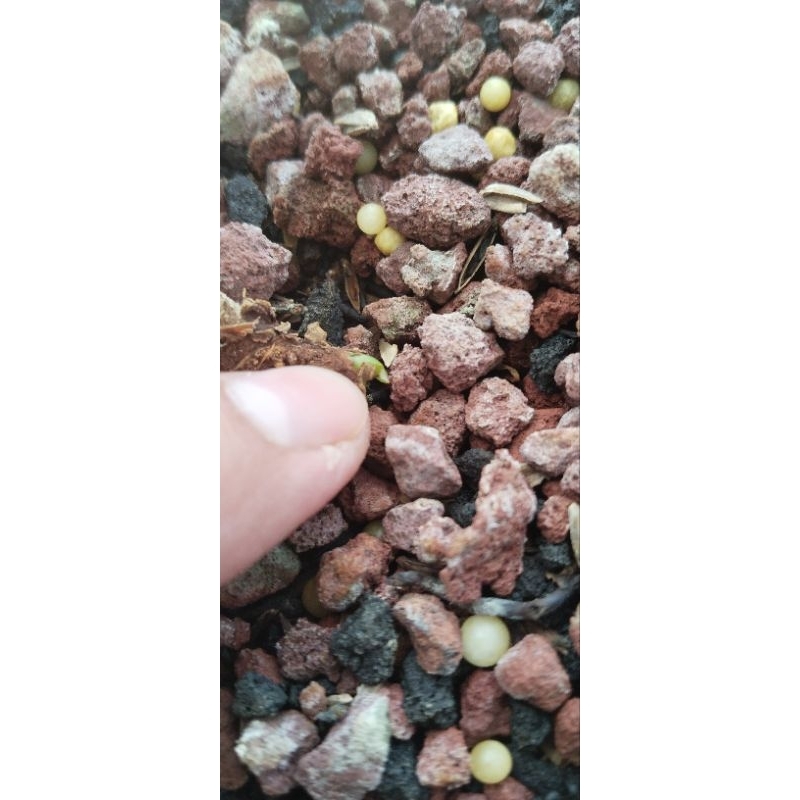 anthurium pteroductyl varigata mewah ( bonggol 2 tunas)